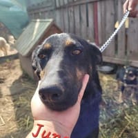 JUNO - große Hündin, großes Herz..., Hündin zur Adoption