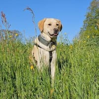 Nacho sucht sein Zuhause, Hund zur Adoption