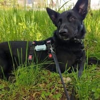 Alvin sucht sein Zuhause, Hund zur Adoption