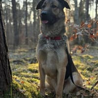 sportliche Begleiterin, Hündin zur Adoption