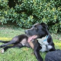 Aktiver und verschmuster Pol sucht dich, Hund zur Adoption