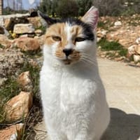 Katze mit Charme, Katze zur Adoption