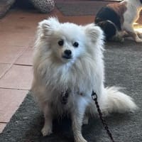 Kleine Maus Misho, Hund zur Adoption