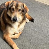 Wunderschöner Sonas sucht Zuhause, Hund zur Adoption