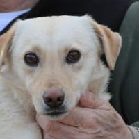 Camaro - verspielter Familienhund, Hund zur Adoption