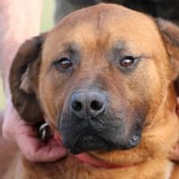 Bruno - kinderlieber Familienhund, Hund zur Adoption