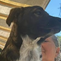 Ava, Zuckerschnute sucht Zuhause, Hündin zur Adoption