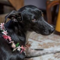 Kira liebenswerte Hündin, Hündin zur Adoption