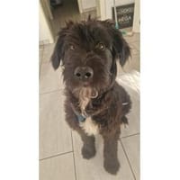 Lotta - wartet in 45883 Gelsenkirchen, Hündin zur Adoption