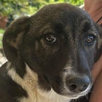 Arielle, Zuckerschnute sucht Bleibe, Hündin zur Adoption