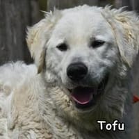 TOFU, Hündin zur Adoption