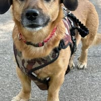 Bolle - Lustiger Dackel-Mix sucht, Hund zur Adoption