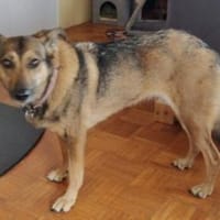 LOKI verliert alles 💔..., Hündin zur Adoption
