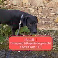 Sicherer Platz für Oldie Cash gesucht, Hund zur Adoption