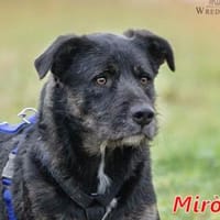 MIRÒ - er sucht Paten, Hund zur Adoption