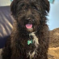 Aldor 42 cm (Pfegestelle), Hund zur Adoption