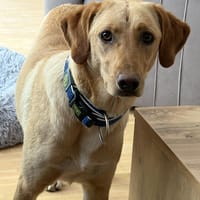 Hübsche Malou, Hündin zur Adoption