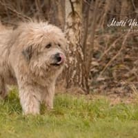 Der hübsche Dingdong sucht sein Zuhause, Hund zur Adoption