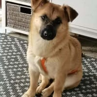 Zaubermaus AVA sucht ihr Zuhause, Hündin zur Adoption