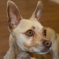 Sanfter, sportlicher ❤ THOR, Hund zur Adoption