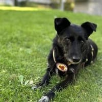 Schmusemaus Anduni sucht dich, Hündin zur Adoption