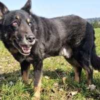 Jargo sucht hundeerfahrene Menschen, Hund zur Adoption