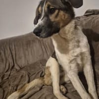 Sensible aber aufgeweckte Freya, Hündin zur Adoption