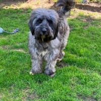 Jaime auf Pflegestelle, Hund zur Adoption