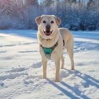 LENI - sanftes Hundemädchen, Hündin zur Adoption