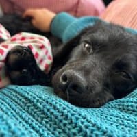 ina 💗 wartet in 21755 Hechthausen, Hündin zur Adoption