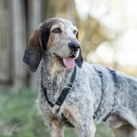 Cliff- sanfter Rüde sucht seine Familie!, Hund zur Adoption