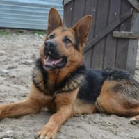 Schenkst du LOLEK ein neues Leben?, Hund zur Adoption