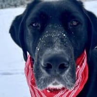 Jake Sully sucht seine eigene Familie, Hund zur Adoption