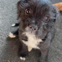Trash, aus dem Müll gerettet, Hund zur Adoption