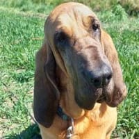 Carla - Bloodhound sucht ein neues Zuhau, Hündin zur Adoption