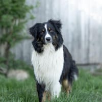 Alfi - junger Rüde sucht dich!, Hund zur Adoption