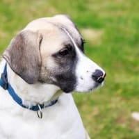 Jolie,  ausgeglichen und freundlich, Hündin zur Adoption