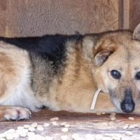 Für Leira- Nadel im Heuhaufen gesucht, Hündin zur Adoption