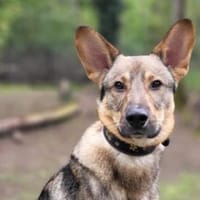 Bailey sucht seine Für-Immer-Familie, Hund zur Adoption