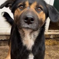 MAX jetzt auf PS in 50170 Kerpen, Hund zur Adoption