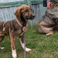 Nuri sehnt sich nach einer Familie!, Hund zur Adoption