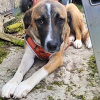 Amanda, Hündin zur Adoption