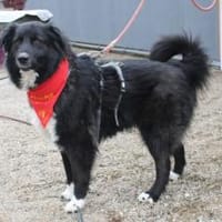 Traumhündin CINDY sucht ein Zuhause, Hündin zur Adoption