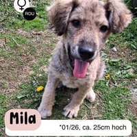 Kleine MILA sucht ihr Glück, Hündin zur Adoption