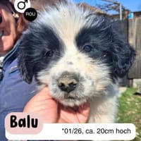 Kleiner Schmusebär BALU sucht dich!, Hund zur Adoption