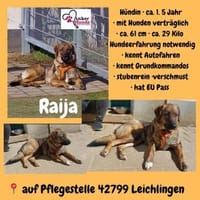 Die liebe 💕Raija 💕sucht ihre Menschen, Hündin zur Adoption