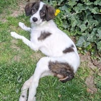 Padma - kleine, große Kämpferin, Hündin zur Adoption