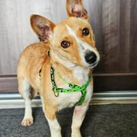 Janne ist eine aufgeschlossene Hundedame, Hündin zur Adoption