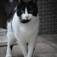Tusa  liebevolle Katze sucht Zuhause, Katze zur Adoption