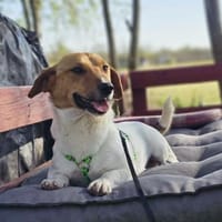 Jure ist ein lustiger kleiner Wirbelwind, Hund zur Adoption